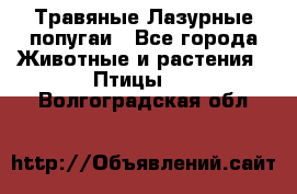 Травяные Лазурные попугаи - Все города Животные и растения » Птицы   . Волгоградская обл.